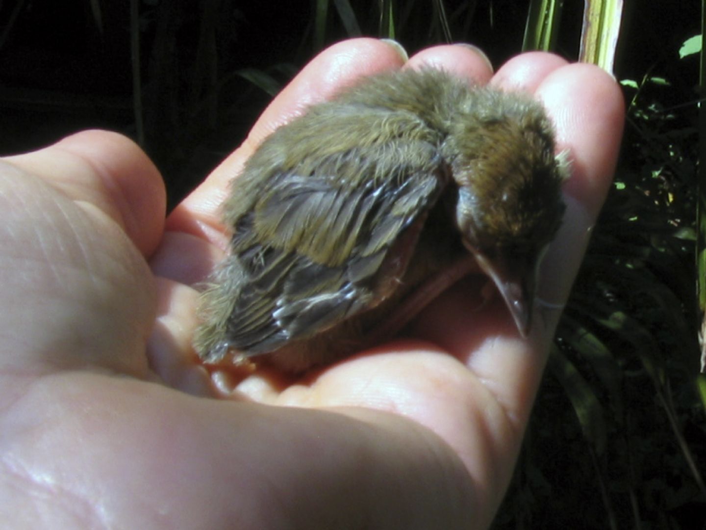 uccellino da identificare